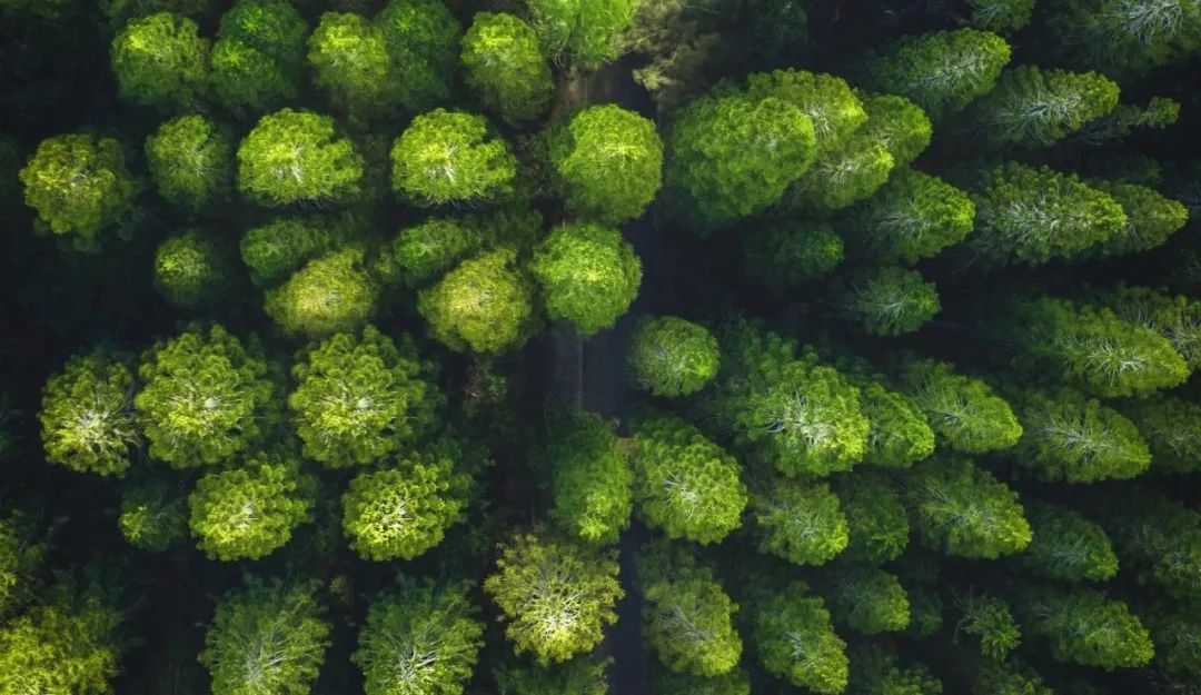 97����-����Ʒ��,Դ�������������� | ������ɫ���������������������ֲ��̬�����µ�ɫ